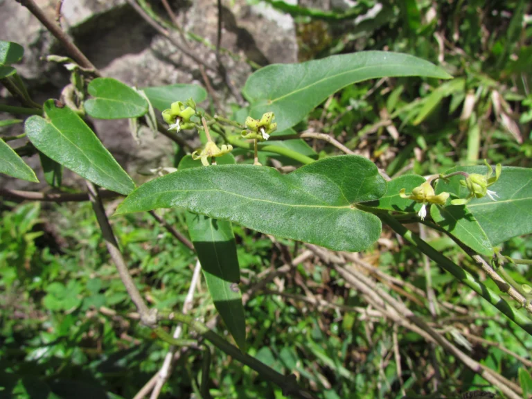 Oxypetalum marianae (6)