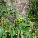 Oxypetalum marianae (4)