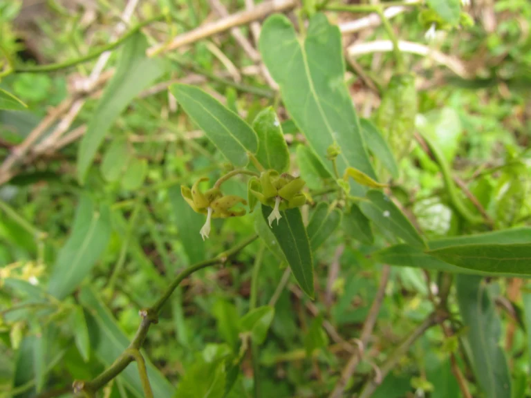 Oxypetalum marianae (3)
