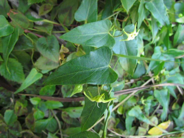 Oxypetalum kleinii (7)