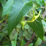 Oxypetalum kleinii (5)