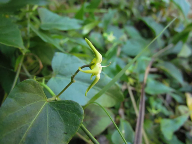 Oxypetalum kleinii (4)
