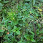 Oxypetalum kleinii (1)