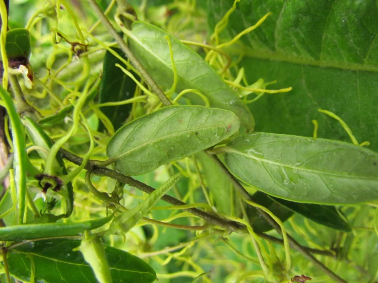 Oxypetalum insigne (16)
