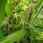 Oxypetalum insigne (13)