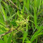 Oxypetalum insigne (11)