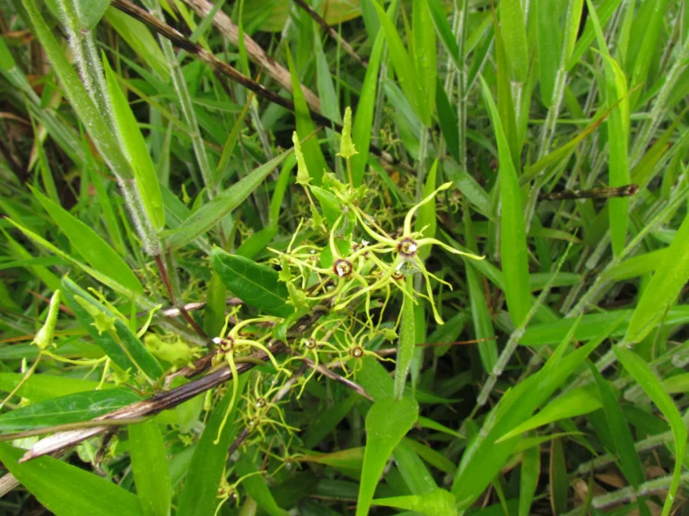 Oxypetalum insigne (11)