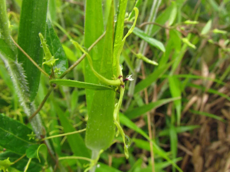 Oxypetalum insigne (10)