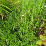 Oxypetalum insigne (8)