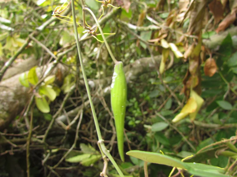 Oxypetalum insigne (6)