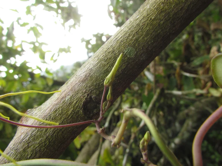 Oxypetalum insigne (7)