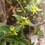 Oxypetalum hoehnei (4)