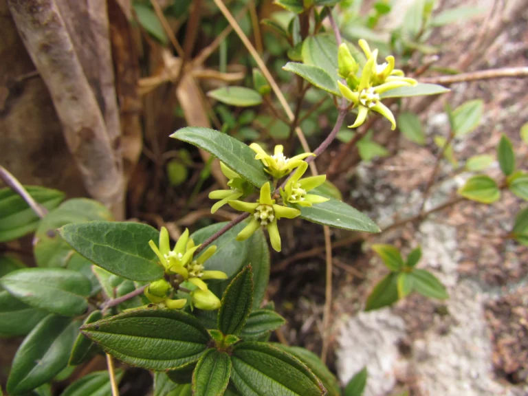 Oxypetalum hoehnei (4)