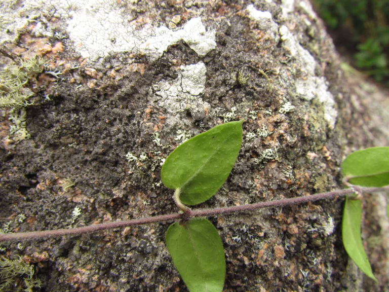 Oxypetalum hoehnei (3)