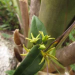 Oxypetalum hoehnei (1)