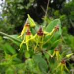 Oxypetalum banksii (50)