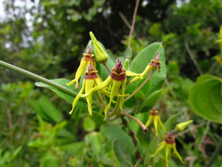 Oxypetalum banksii (50)