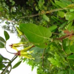 Oxypetalum banksii (51)