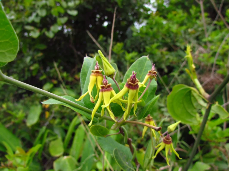 Oxypetalum banksii (49)