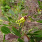 Oxypetalum banksii (46)