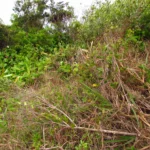 Oxypetalum banksii (43)