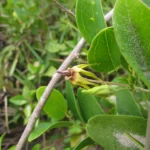 Oxypetalum banksii (39)