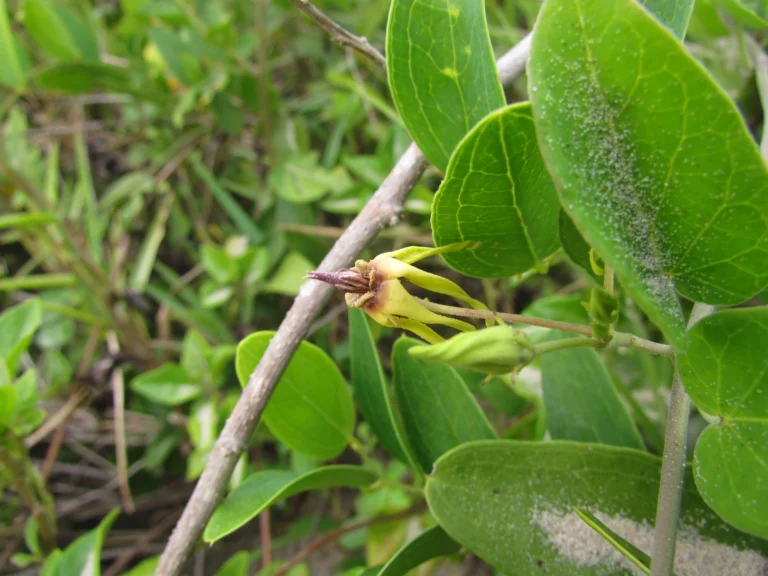 Oxypetalum banksii (39)