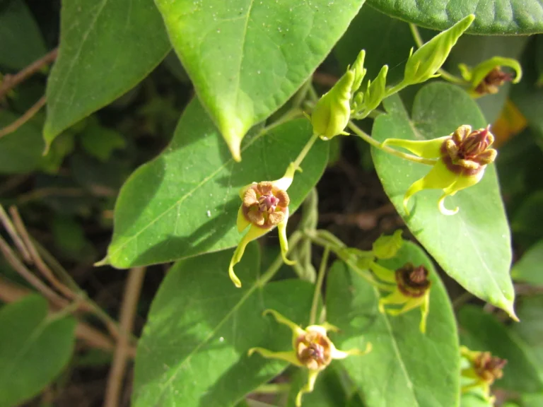 Oxypetalum banksii (31)
