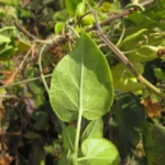 Oxypetalum banksii (28)