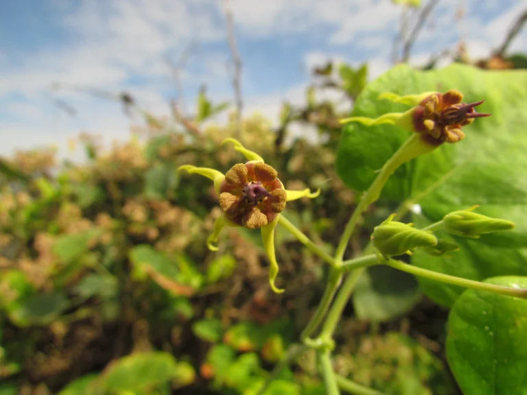 Oxypetalum banksii (29)