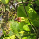 Oxypetalum banksii (25)