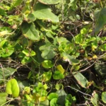 Oxypetalum banksii (24)