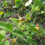 Oxypetalum banksii (22)