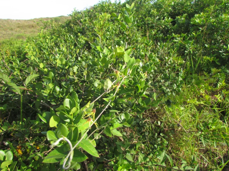 Oxypetalum banksii (20)
