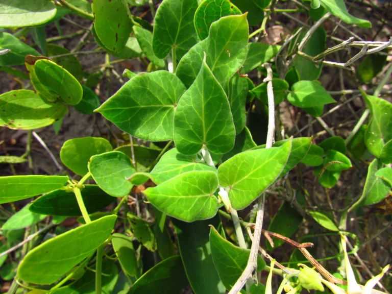 Oxypetalum banksii (11)