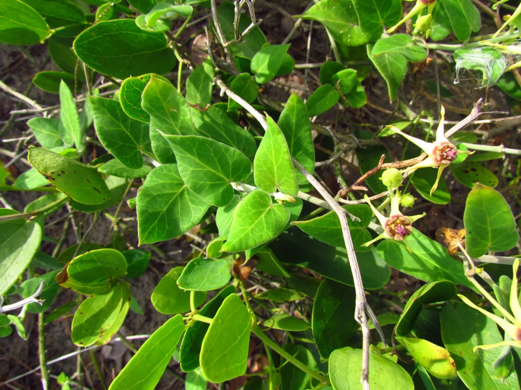 Oxypetalum banksii (12)