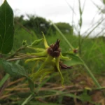 Oxypetalum banksii (8)