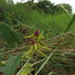 Oxypetalum banksii (9)