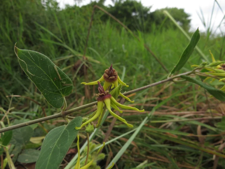 Oxypetalum banksii (9)