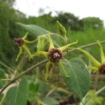 Oxypetalum banksii (6)