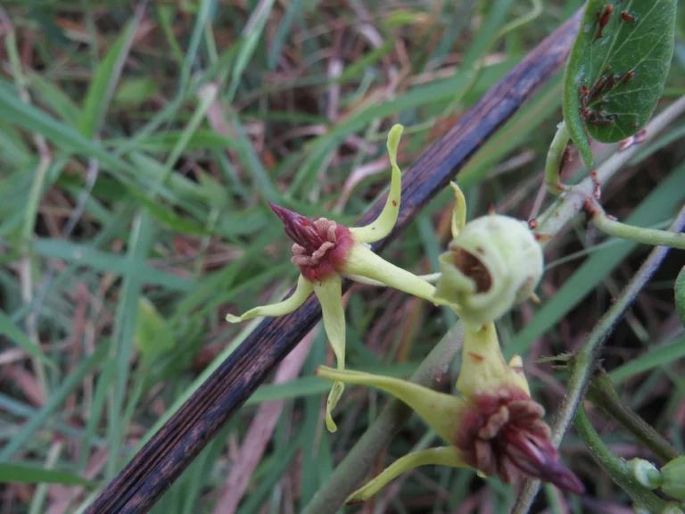 Oxypetalum banksii (2)