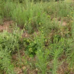 Oxypetalum appendiculatum (30)