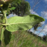 Oxypetalum appendiculatum (26)