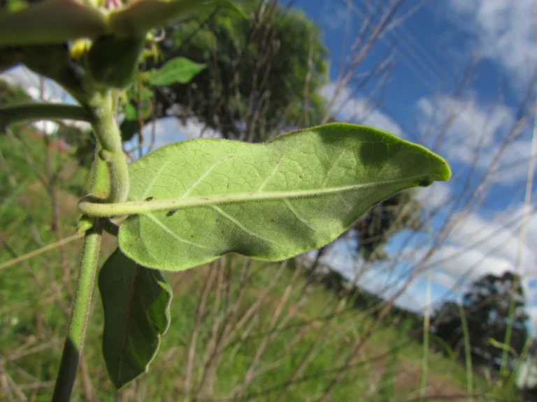 Oxypetalum appendiculatum (26)