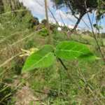 Oxypetalum appendiculatum (20)
