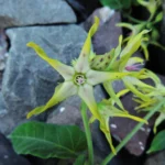 Oxypetalum appendiculatum (17)