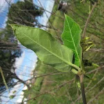 Oxypetalum appendiculatum (18)