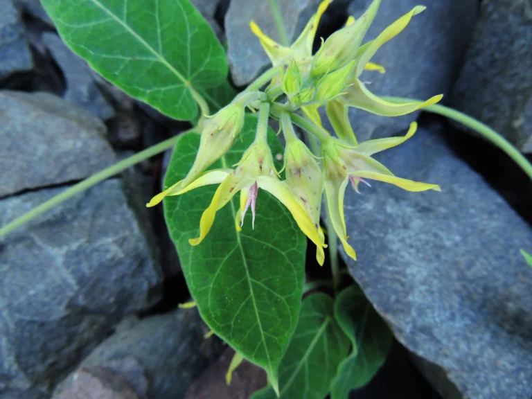 Oxypetalum appendiculatum (14)