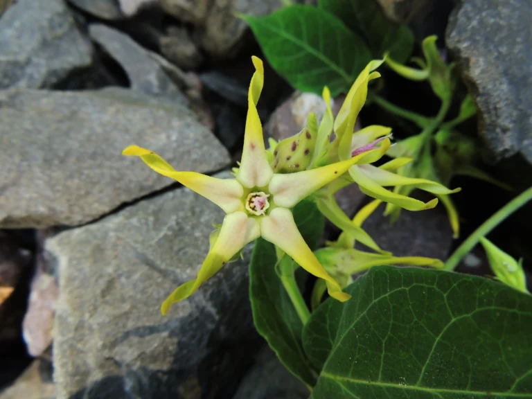 Oxypetalum appendiculatum (11)