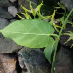 Oxypetalum appendiculatum (10)